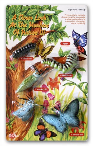 Caterpillar to Butterfly