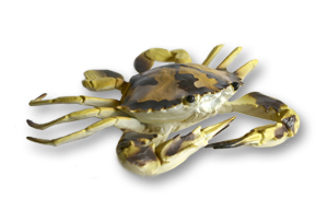 Spotted Crab (Small) - 15cm wide - RETIRED