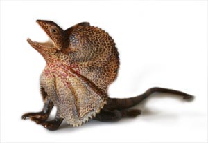 Frill Necked Lizard Replica Large 25cm