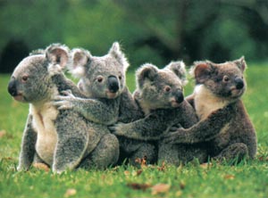 Koala 500 piece jigsaw puzzle.