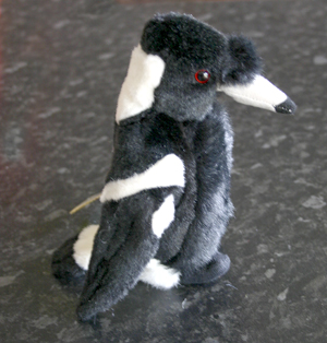 Australian Magpie with Song