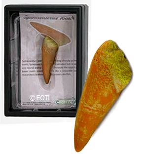 CollectA Replica Spinosaurus Tooth -89290