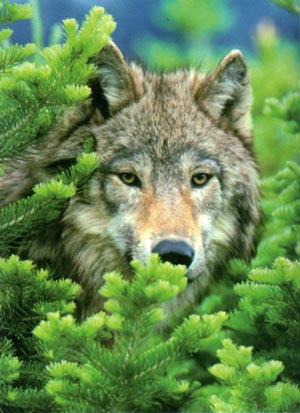 Wild Wolf 500 piece jigsaw puzzle.