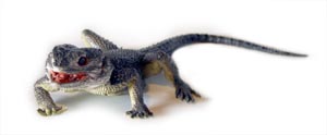 Spiny Dragon Lizard Replica (Ctenophorus) 30cm