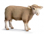 Schleich - Ram 13266