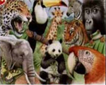 Reeves Senior Watercolour Pencil By Numbers - Jungle Animals