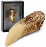 CollectA Replica T-Rex Tooth -89281