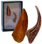 CollectA Replica Velociraptor Tooth and Foot Claw - 89291 CollectA Replica Velociraptor Tooth and Foot Claw - 89291