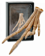 CollectA Replica Velociraptor Foot - 89285